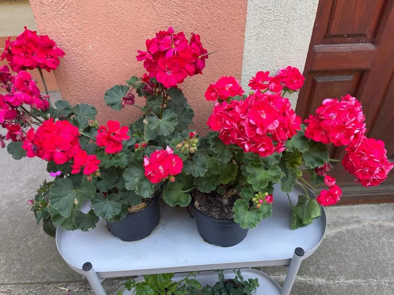 Budapest Garden Hostel