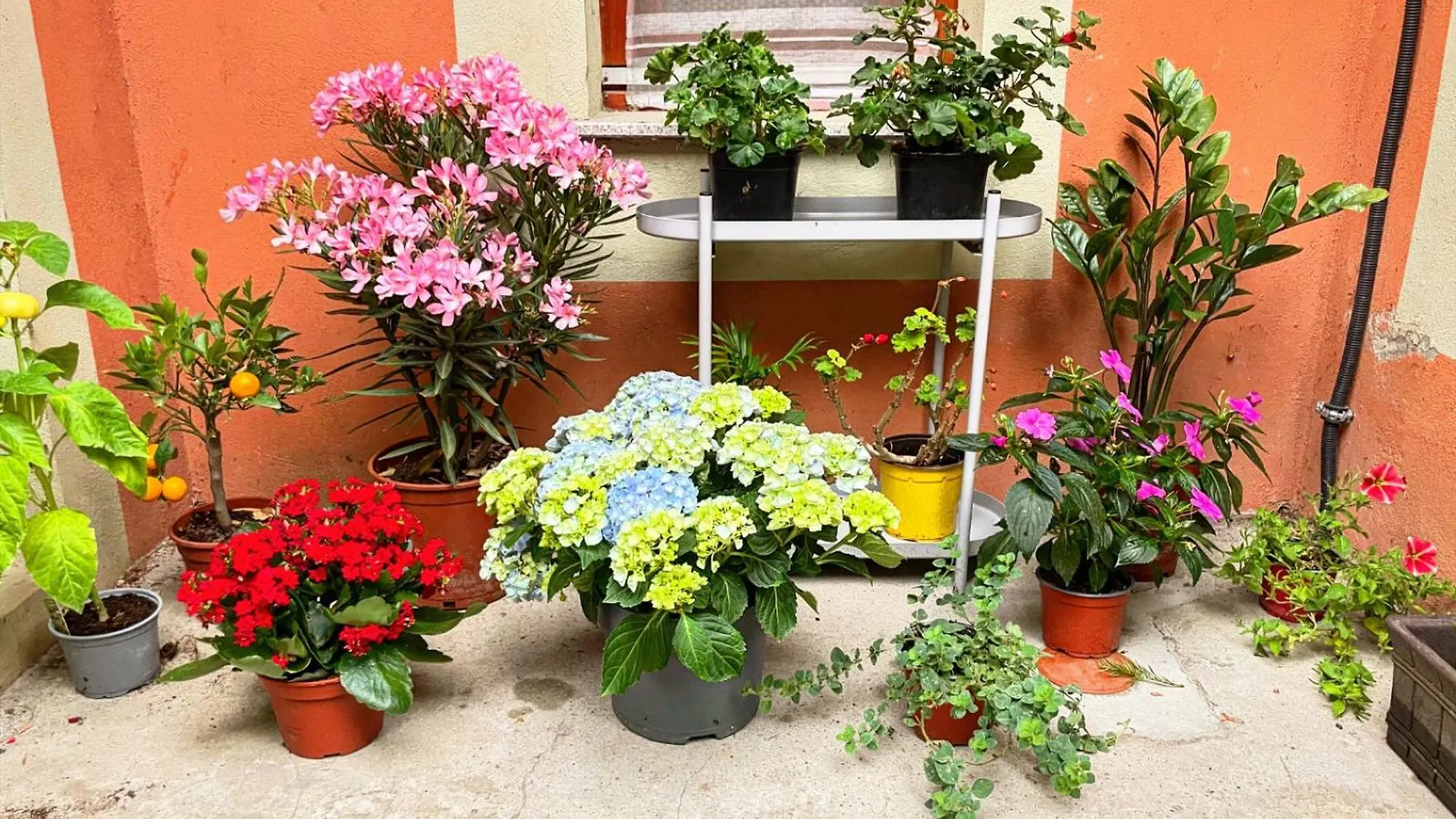 Budapest Garden Hostel
